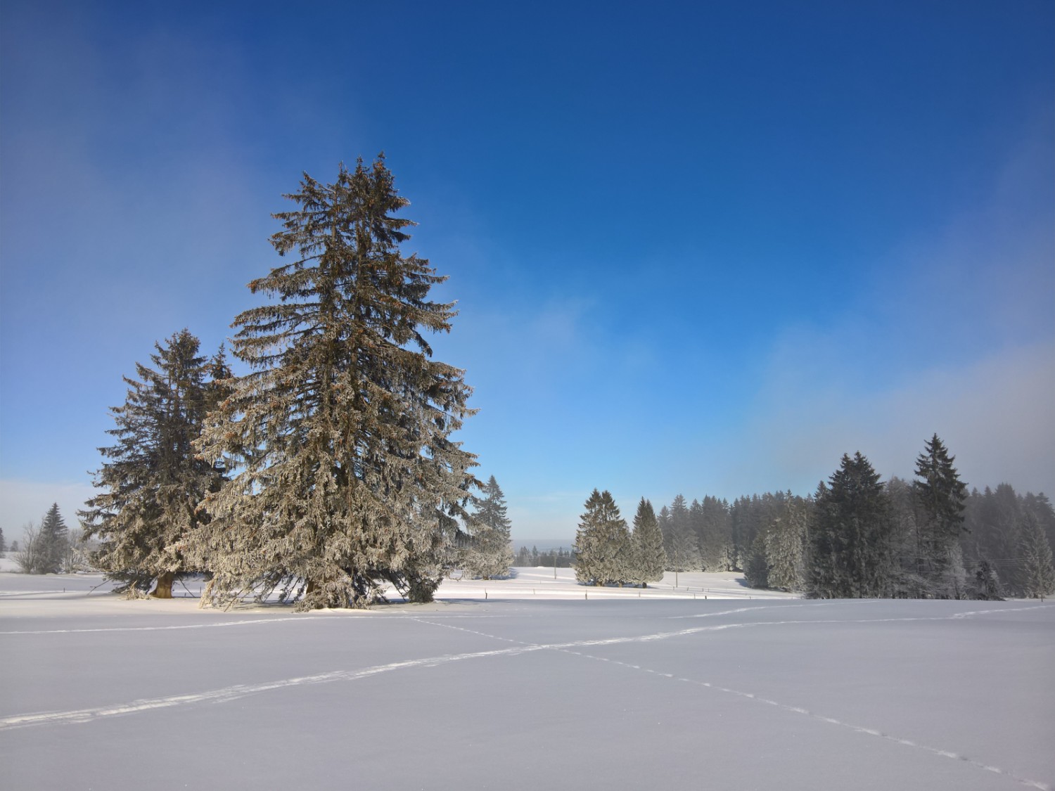 Nordique: les pâturages avec de majestueux sapins. Photo: Andreas Staeger