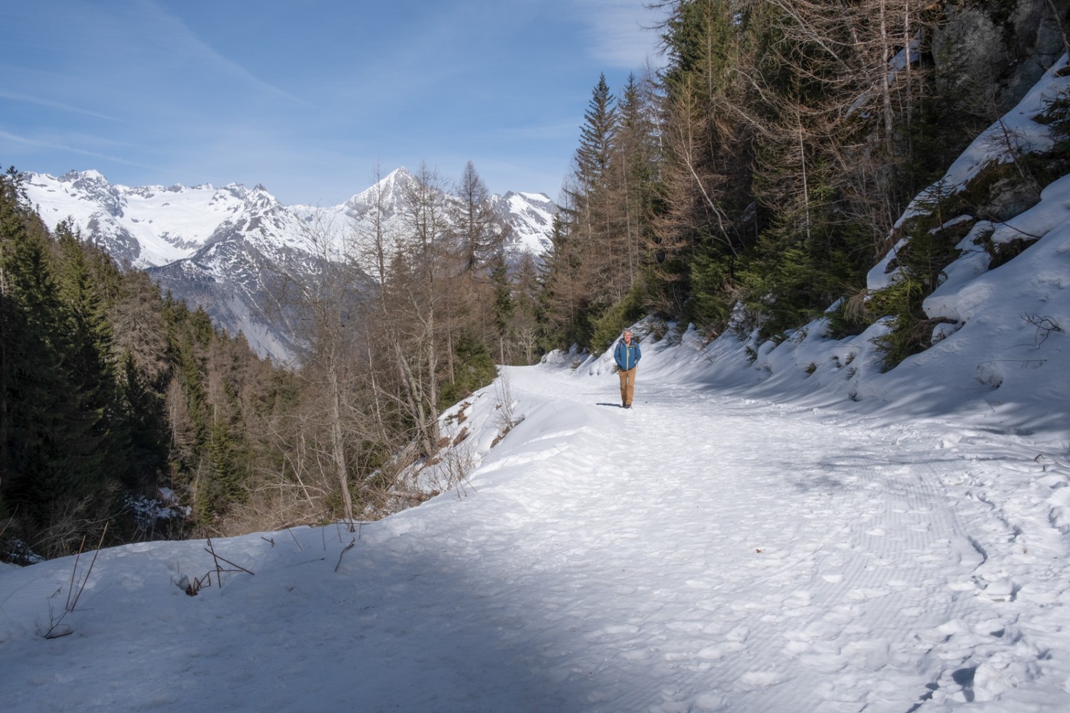 Entre Bürchen et la Brandalp, le chemin traverse la forêt, mais des trouées laissent apparaître le Bietschhorn ici et là. Photo: Markus Ruff