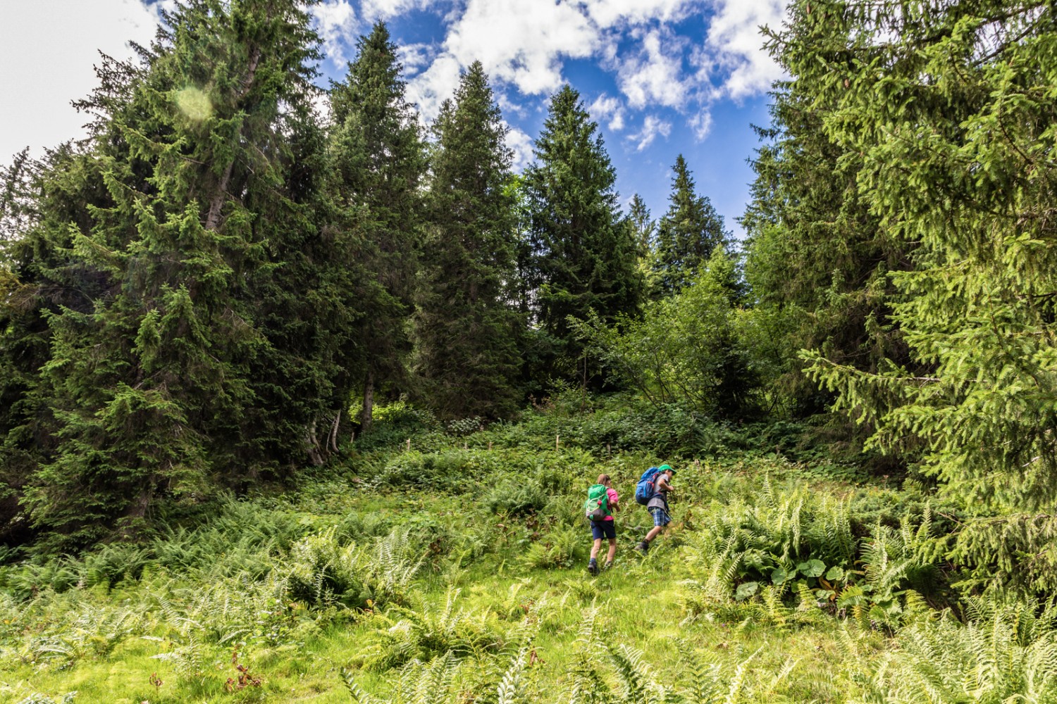 Zum Bärenturm geht es durch den Wald. Bild: Franz Ulrich