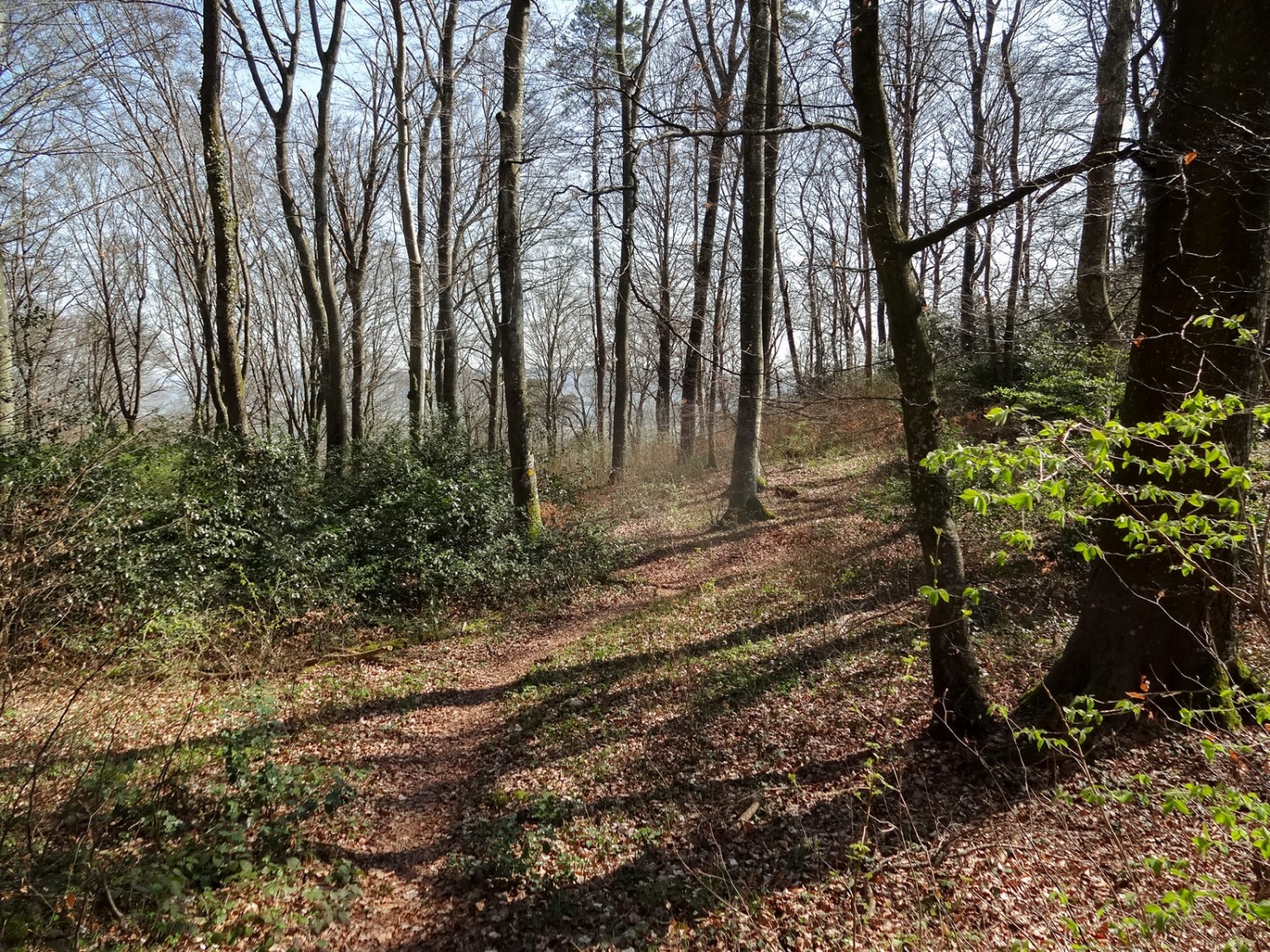 Im Frühling und im Winter lässt sich die Region Entre-deux-Lacs durch die Bäume hindurch erkennen.