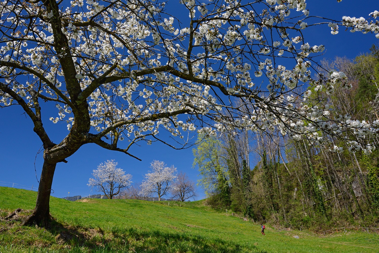 Wie weisse Ballen scheinen die Kirschblüten auf der Wanderung zum Wildspitz.