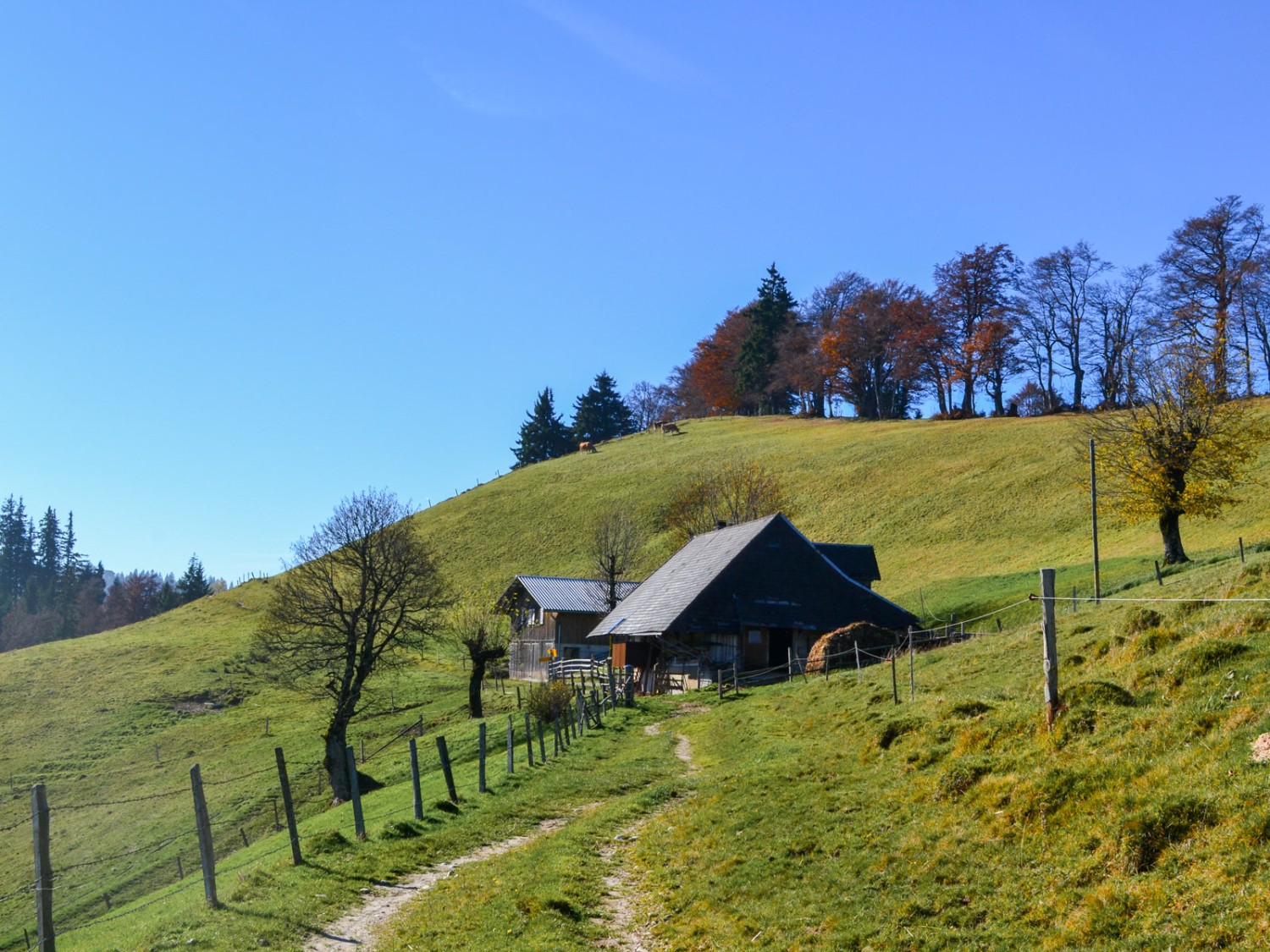 Derrière la ferme, le Hagstelli, une rangée de hêtres qui délimite la frontière entre les cantons de Berne et de Lucerne. Photo: Sabine Joss