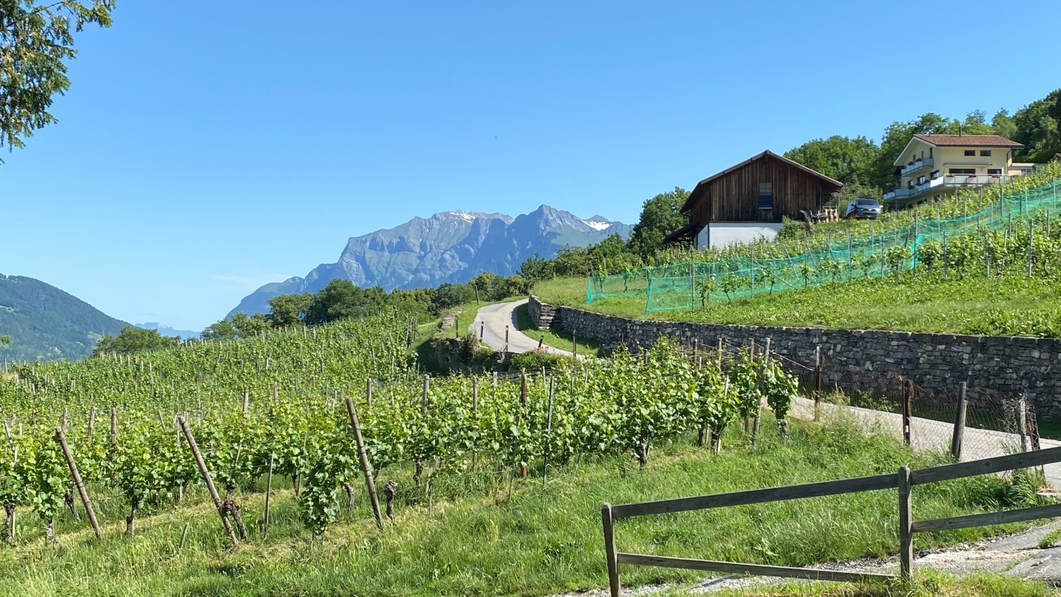 Sicht von Trimmis auf die umliegenden Weinberge. Bild: Loïc von Matt