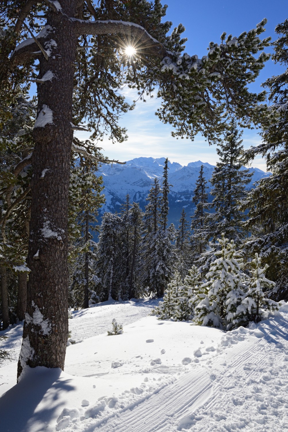 Vue sur les Alpes bernoises depuis la forêt clairsemée.