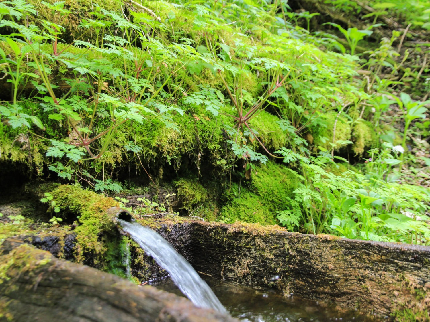 Der Wald ist mit Laubbäumen durchmischt und doch licht genug, dass auch Orchideen blühen. Bild: Elsbeth Flüeler