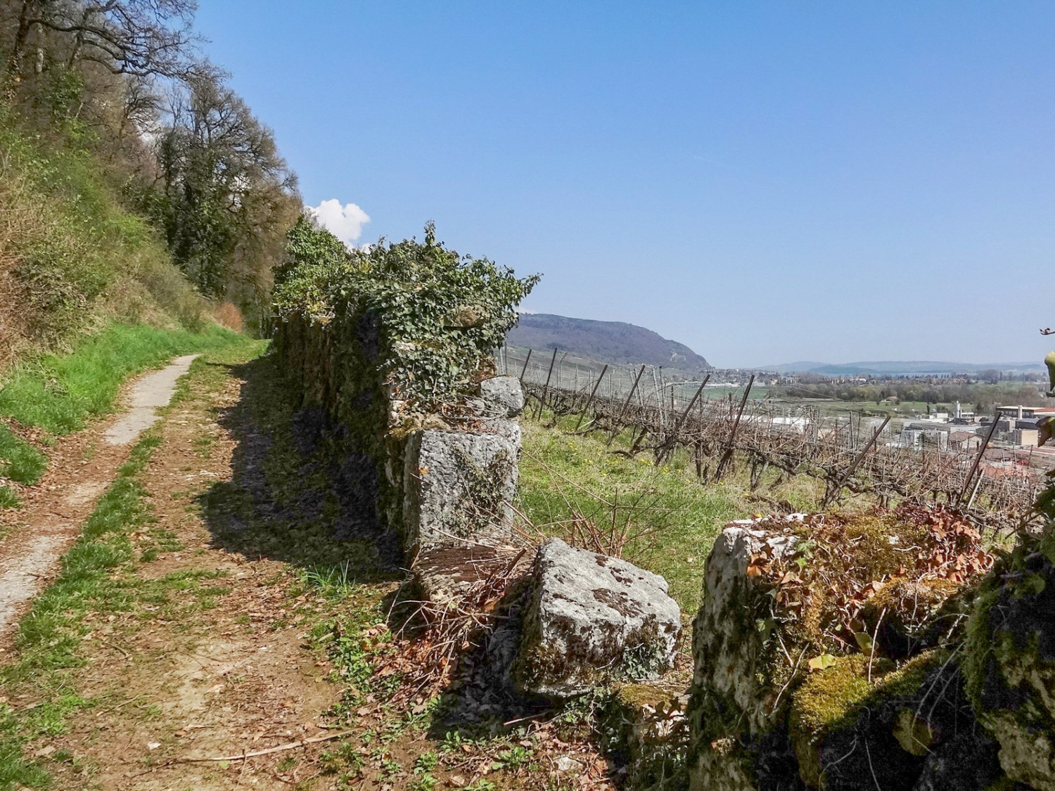 Am Ortsausgang von Cornaux beginnen die Weinberge.