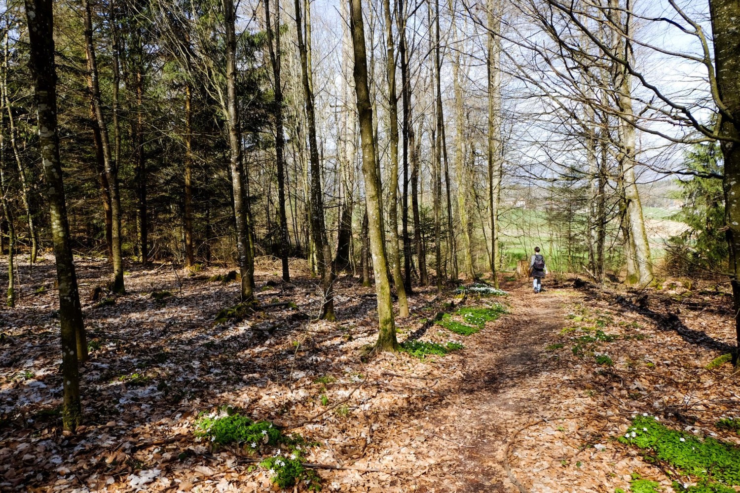 Wanderung durch frühlingshaften Buchenwald. Buschwindröschen säumen den Weg.