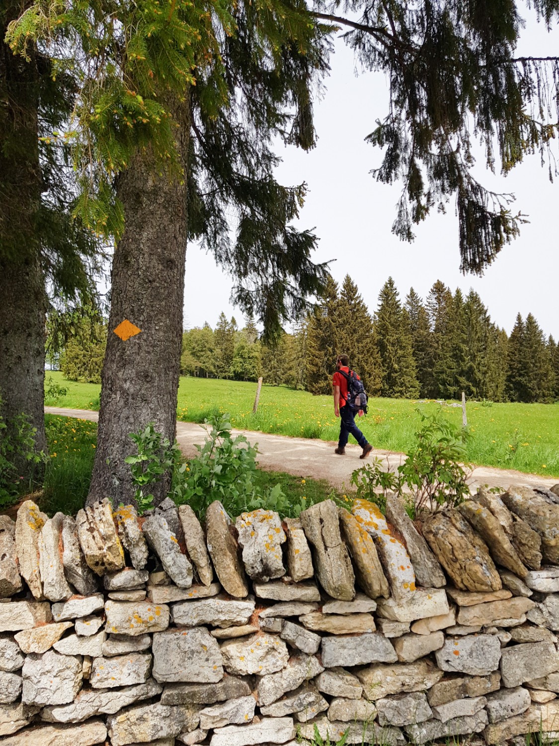 Les murs en pierre sèche sont typiques du Jura.