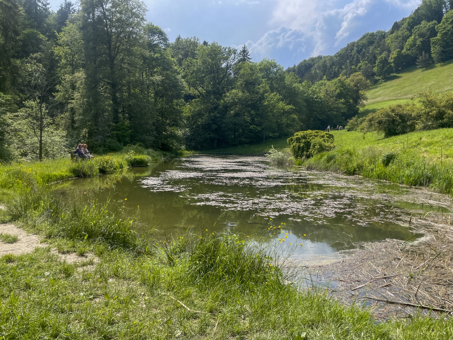 Un banc au bord de l’étang, parfait pour une pause. Photo: Vera In-Albon