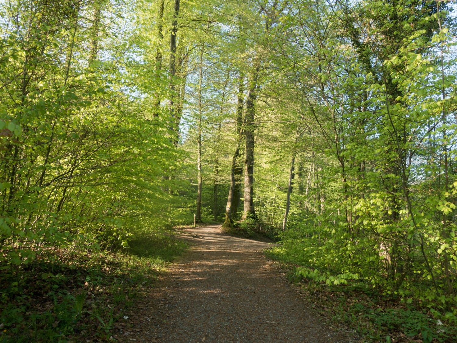 Les cimes des arbres forment une cathédrale naturelle. Photo: Vera In-Albon