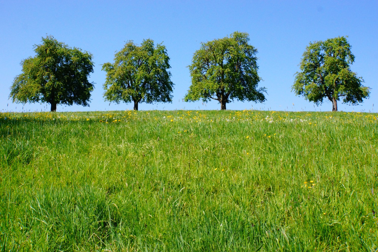 Obstbäume in der Blüte, Frühling pur.