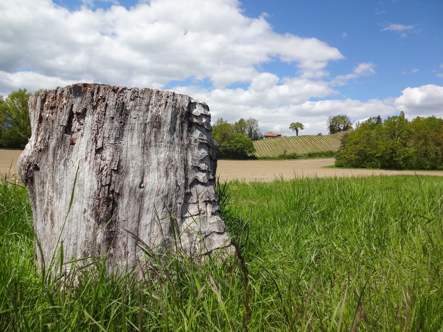 Felder, Wiesen und Wälder sorgen unterwegs für Abwechslung.