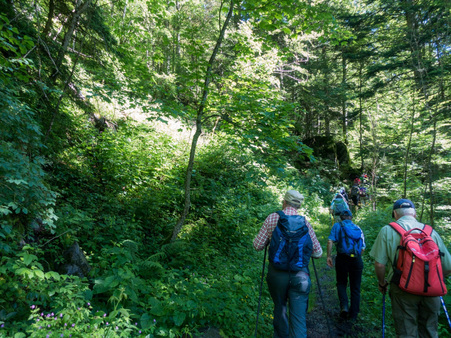 Der Wald ist ein häufiger Begleiter auf dieser Wanderung. 