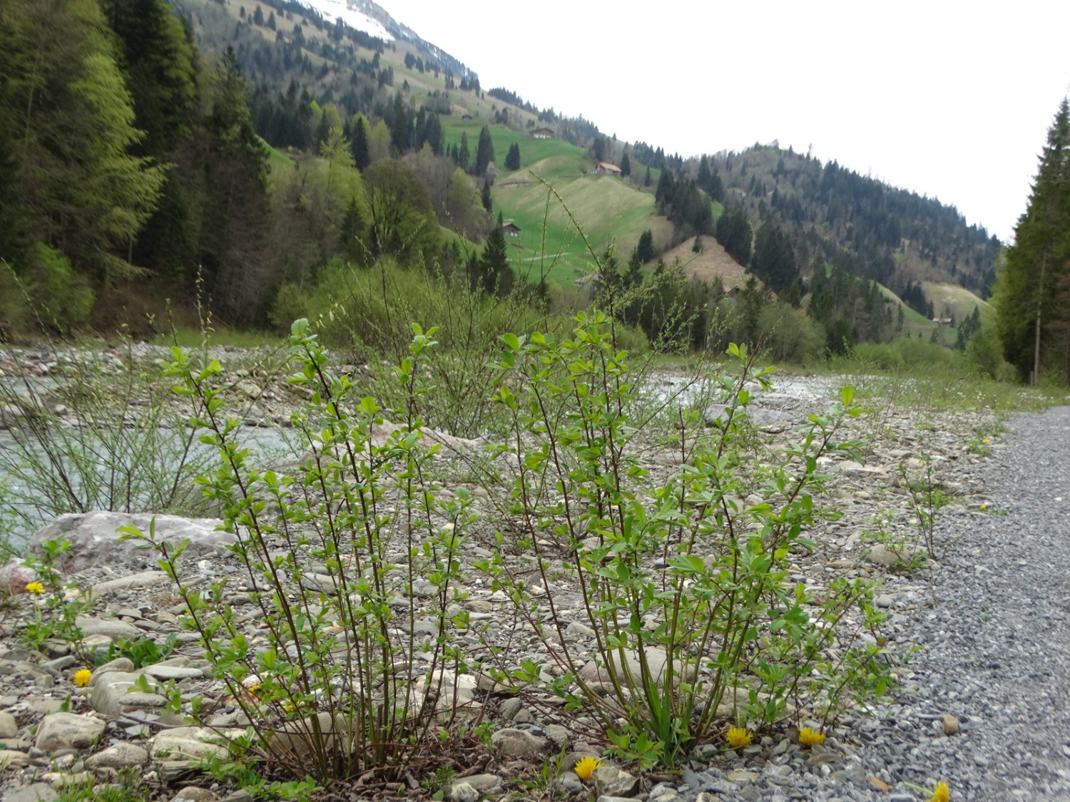 Weiden säumen den idyllischen Weg entlang der Entschlige.