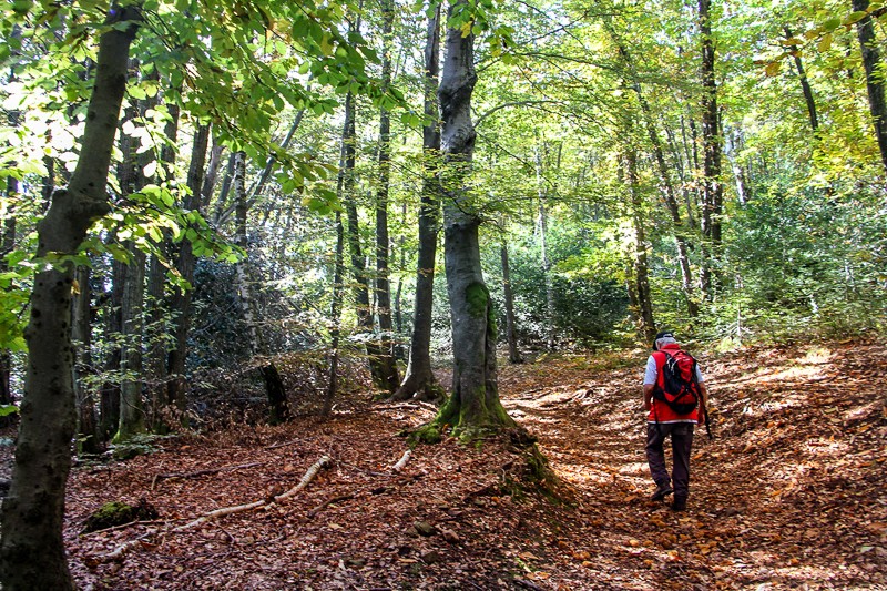 Le chemin entre le San Salvatore et Ciona traverse des forêts de châtaigniers. En octobre, de grandes quantités de ces fruits comestibles jonchent le sol. Photo: Alexandra Blatter