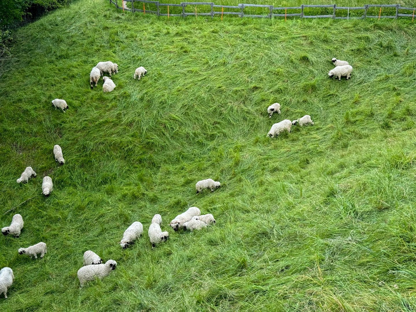 Chi ha fortuna può imbattersi nelle pecore dal naso nero del Vallese.