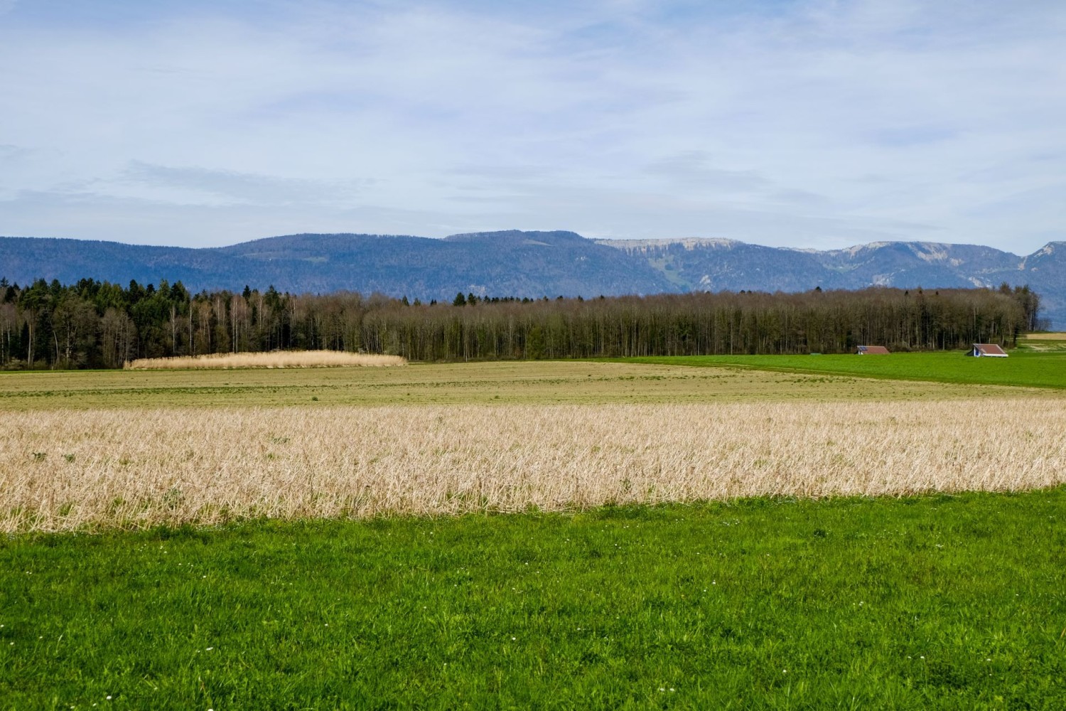 Bei Oberwil b. Büren ändert sich die Landschaft. Nun sieht man hinter weiten Feldern den Jura.