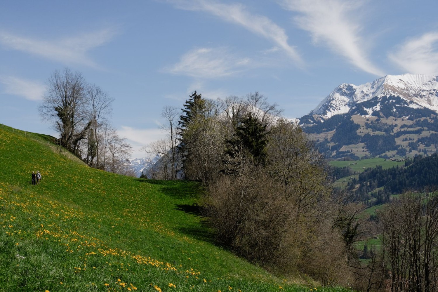 Tout au long du parcours, on verra les fleurs jaunes de pissenlit et un beau panorama alpin.