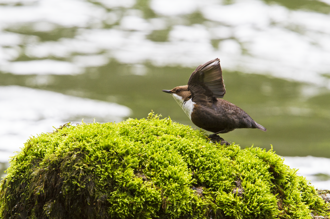 Le cincle plongeur est le seul oiseau chanteur à pouvoir plonger.