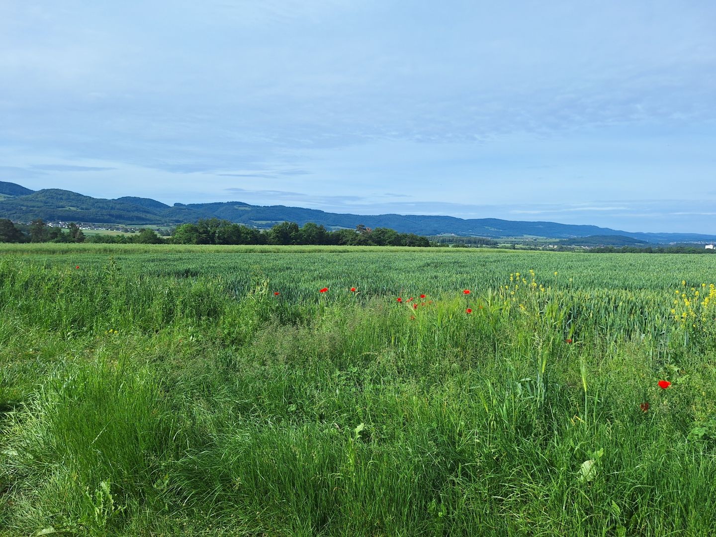 Mohnblumen setzen rote Farbtupfer entlang des Wanderwegs.