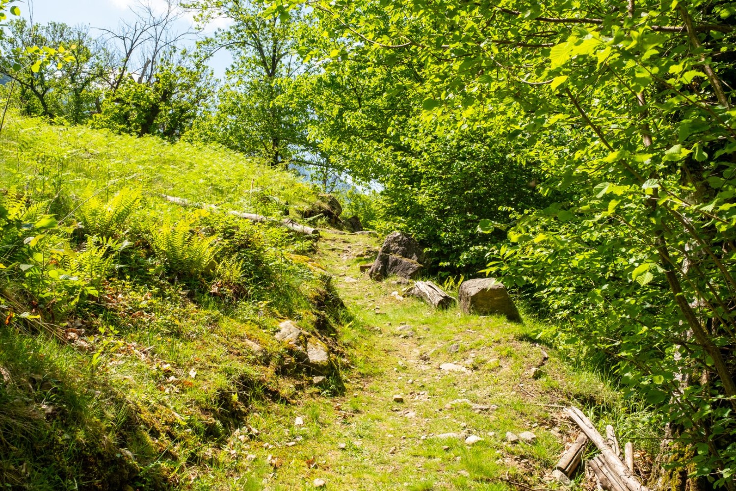 Invitation à la rêverie, ce chemin naturel suit la Moesa vers Grono.