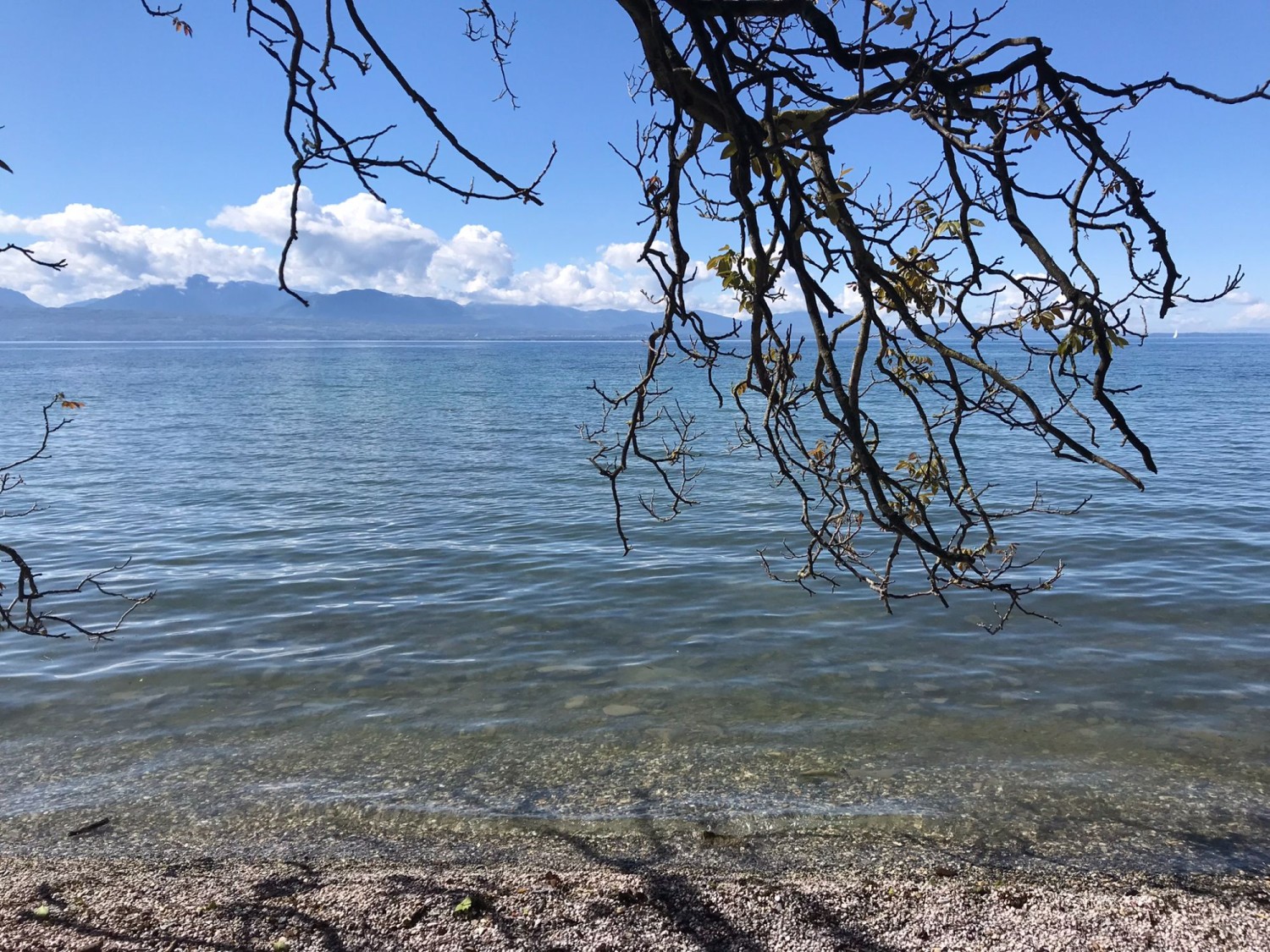 Randonnée au bord du lac Léman