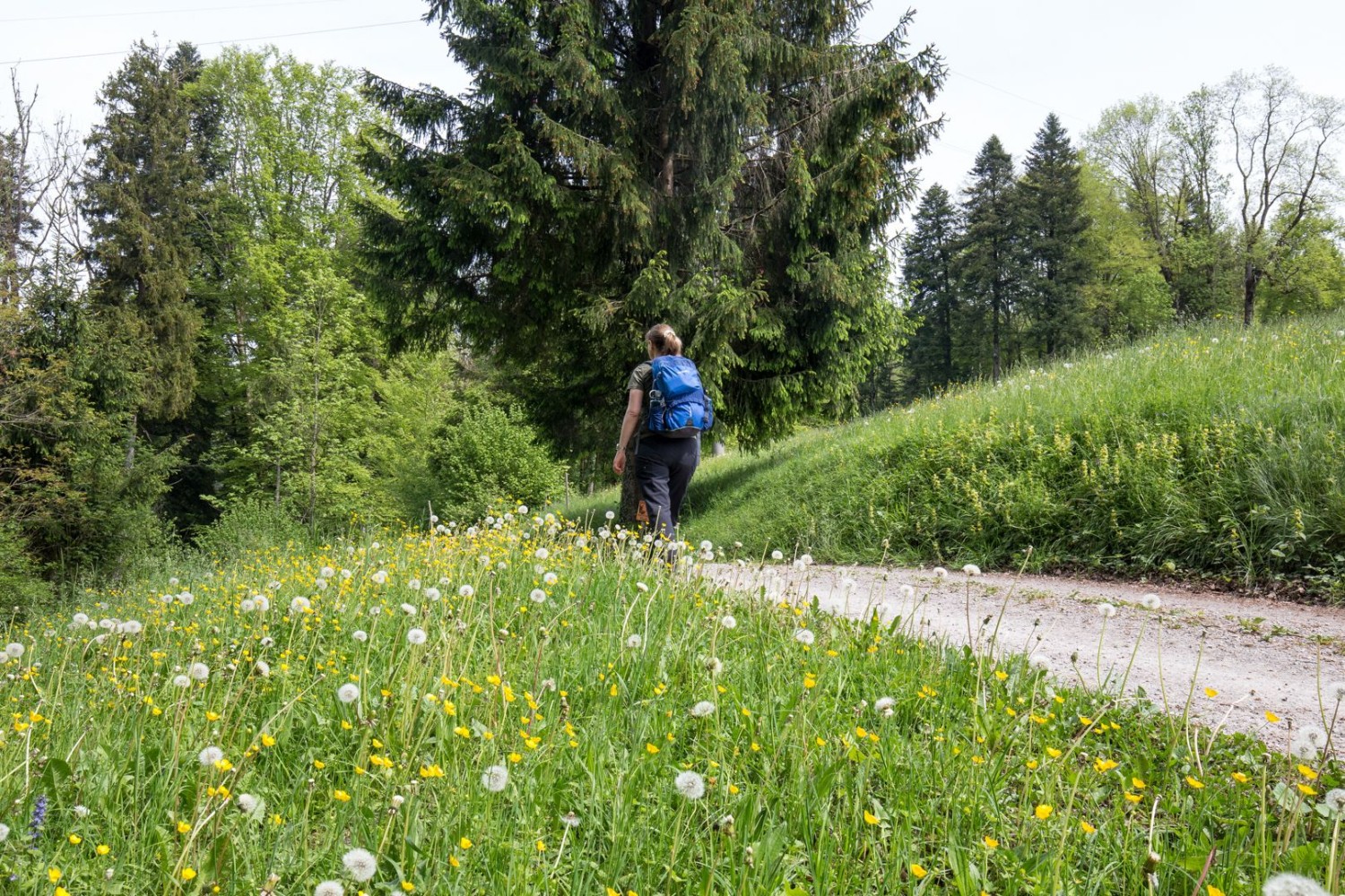 Peu après le début de la randonnée à l’arrêt Sihlbrugg, Dorf, la nature prend le dessus. Le chemin se dirige vers la Sihl à travers bois et prairies fleuries.