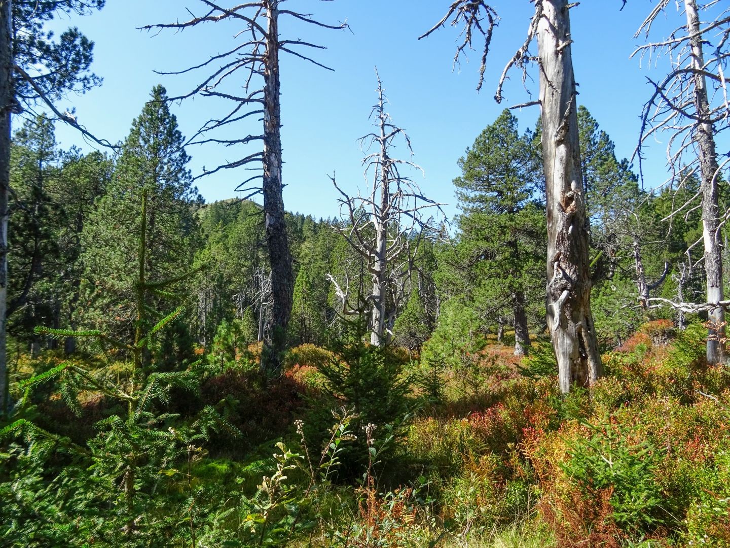 Herbstlich verfärbte Zwergsträucher im Moorwald.