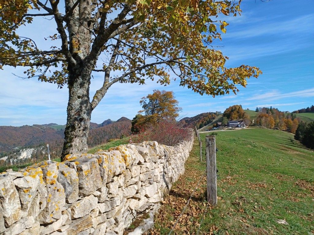 Restaurierte Trockenmauer auf dem Probstenberg