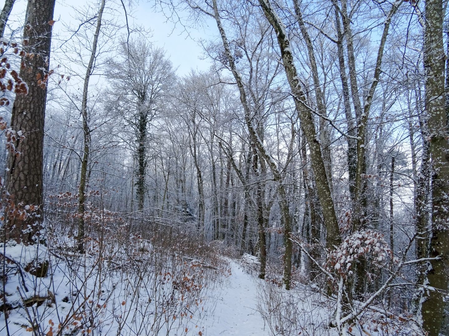 Tierspuren verraten, wer im Reiat sonst noch die Wanderwege benützt.