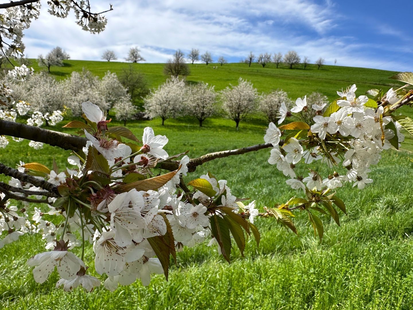 Kirschenblüten schmücken diese Wanderung.