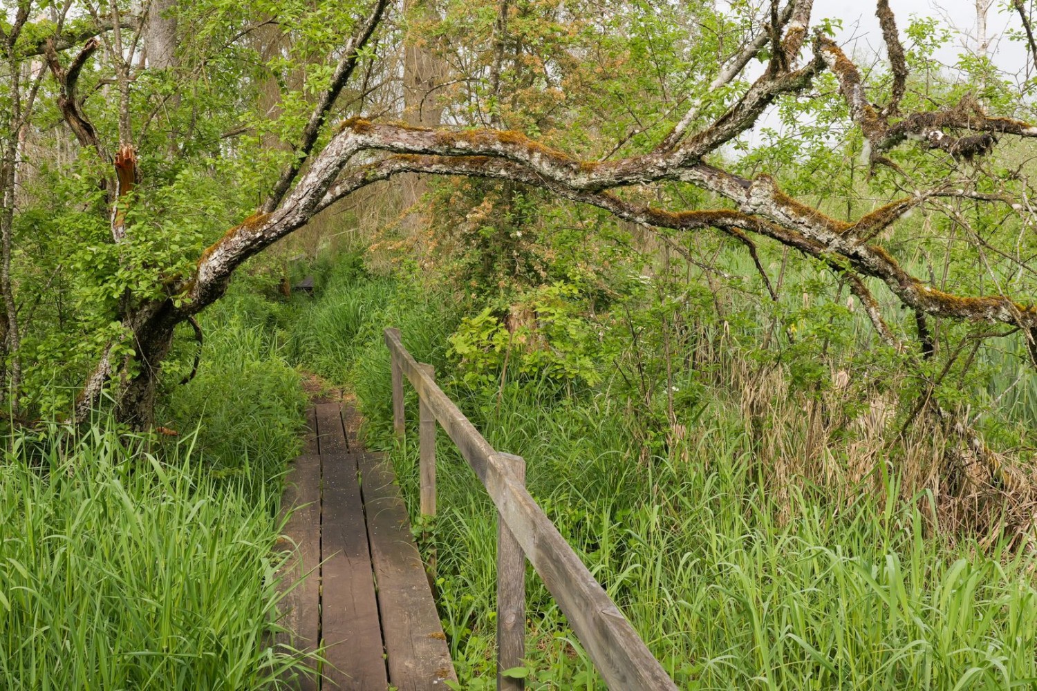 Passerelle en bois dans la forêt marécageuse primitive du Hüttwiilersee.